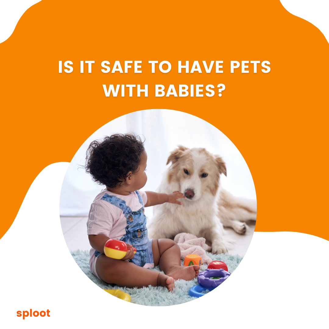 Is it safe to have pets with babies?