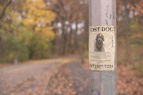 Lost your dog? Here's what you can do