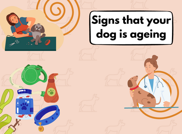 Signs that your dog is ageing