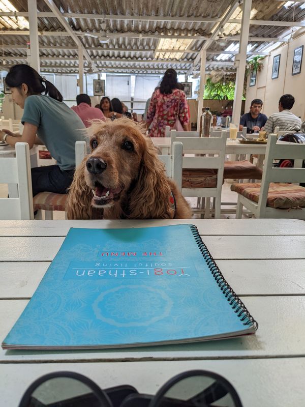 30 Pet Friendly Cafes in Bangalore - As Reviewed by Caramel