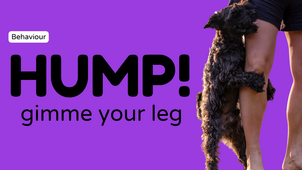 Why Does My Dog Hump? How to Stop It
