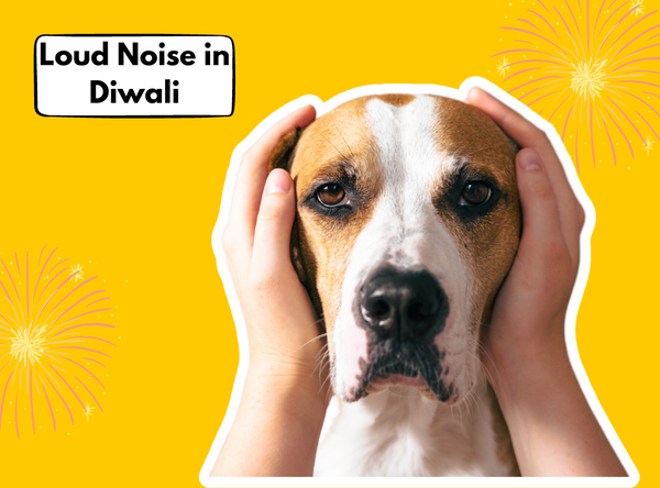 Adapt your dog to Loud Noise in Diwali