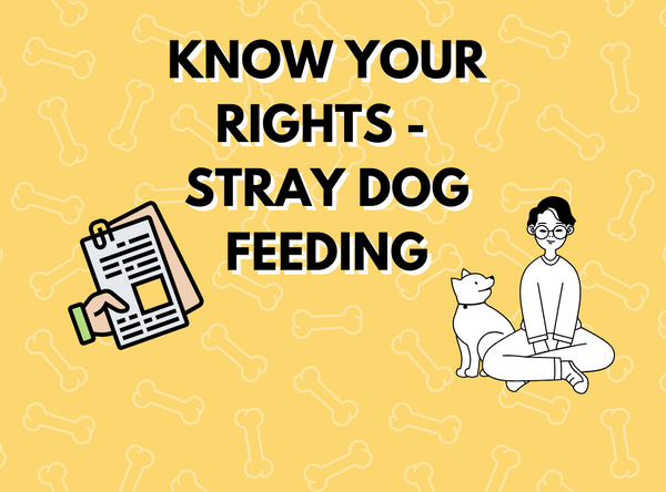Stray Dogs - Feeding and Care