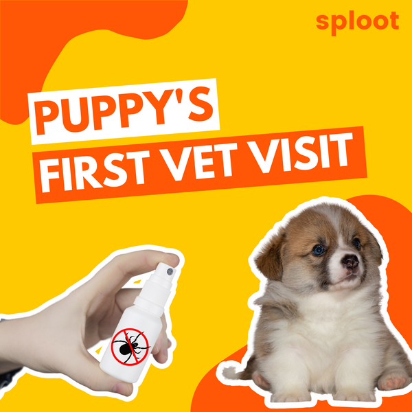 Puppy’s First Vet Visit: Tips, Checklist & Expectations