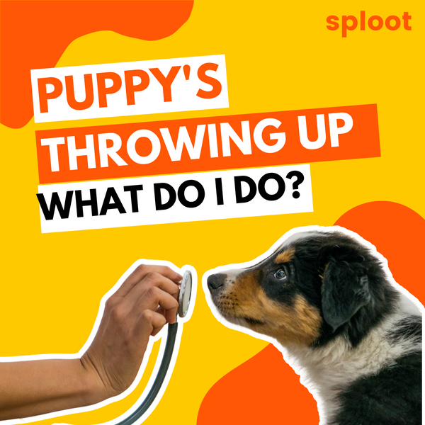 Puppy Throwing Up: Causes, Treatment & After-Care
