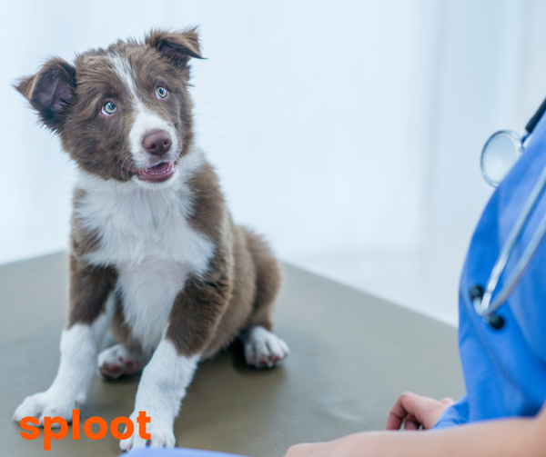 Canine Parvo Virus in Dogs