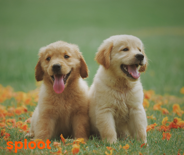 Golden Retrievers vs Labradors: What Makes Each Breed Special?