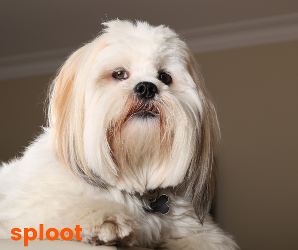 Everything a Lhasa dog breed parent must know