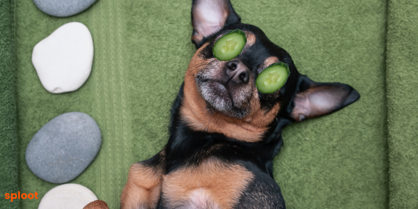 Dogs Eat Cucumbers