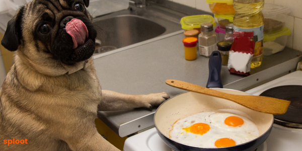 Can Dogs Eat Eggs?