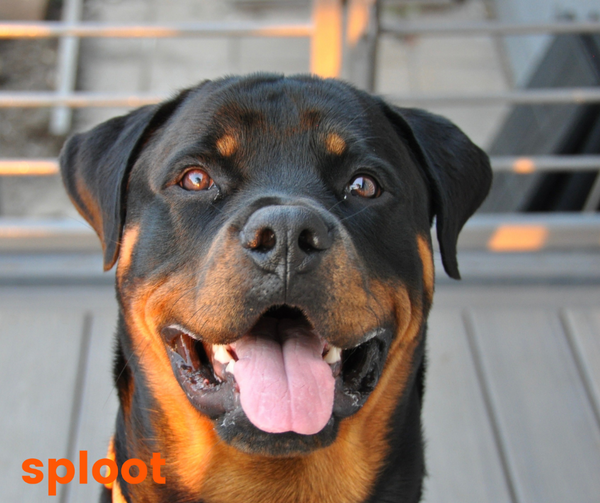 Everything a Rottweiler dog breed parent must know