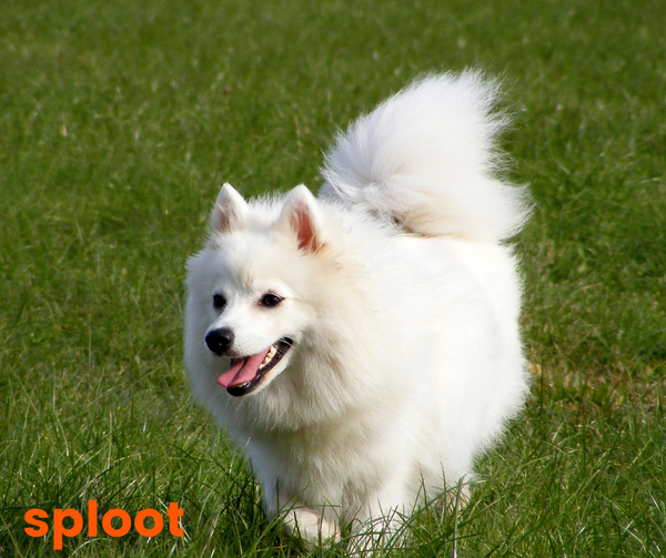 Everything an Indian Spitz dog breed parent must know