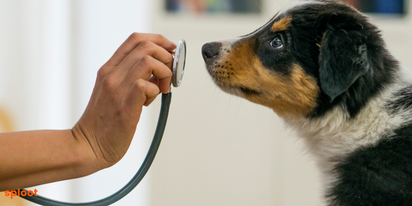 All you need to know about dog fever and temperature