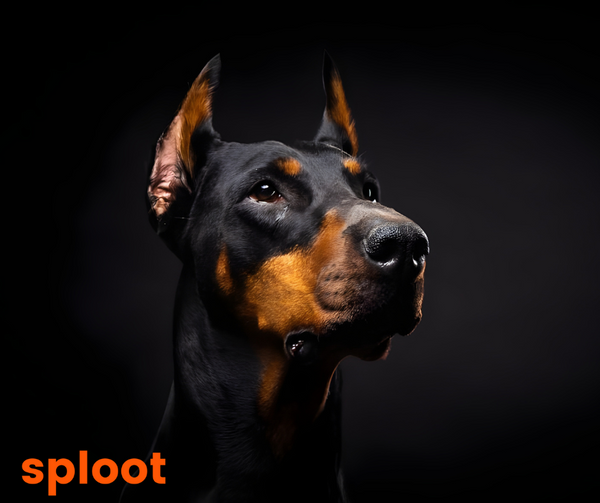Everything a Doberman dog breed parent must know