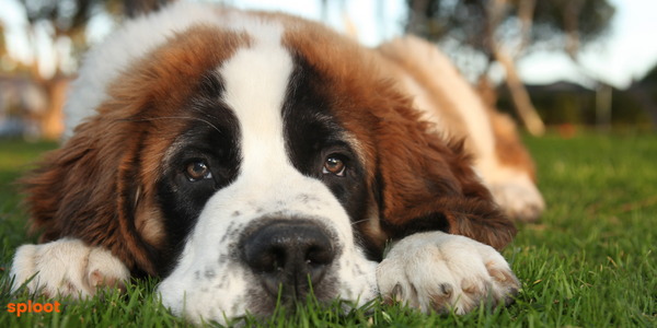 Everything You Need to Know About the Saint Bernard Breed