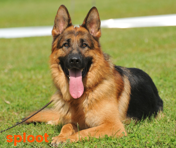 Everything you need to know about German Shepherd breed
