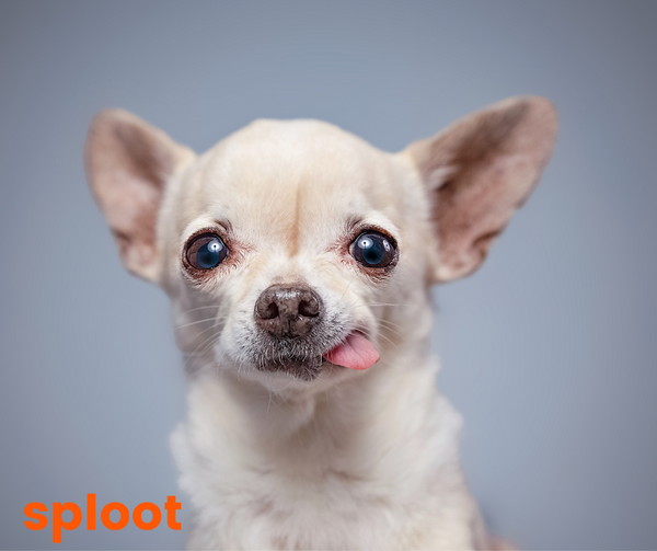 Everything a Chihuahua dog breed parent must know