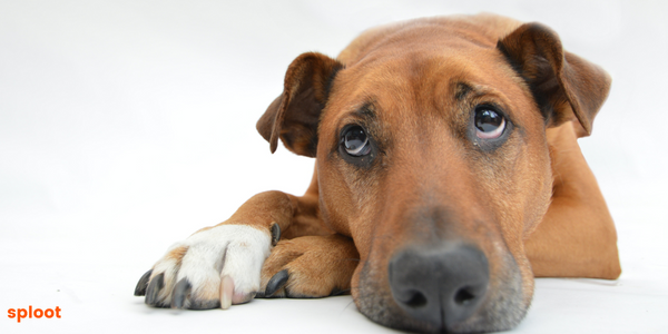 When Your Dog is not eating food: Understanding the Causes and Finding Solutions