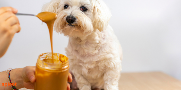 Is Peanut Butter and Peanuts safe for Dogs? Everything You Need to Know