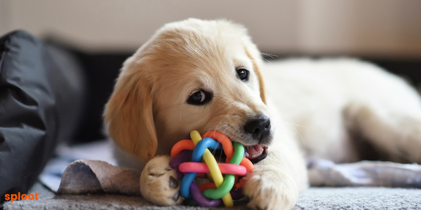 Best Toys to Keep Your Dog Entertained and Engaged