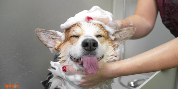 The Benefits of Regular Dog Grooming: Why It's Essential for Your Dog