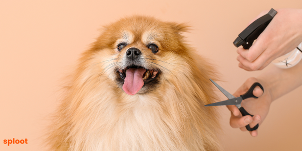 Dog Grooming 101: Getting Your Pup Used to Being Groomed