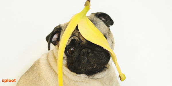 Unleashing the Power of Fruits and Veggies: A Guide to Healthy Snacking for Your Dog