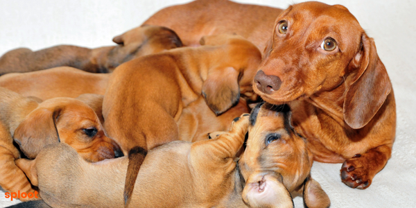 A Complete Guide for Pregnancy in female dogs