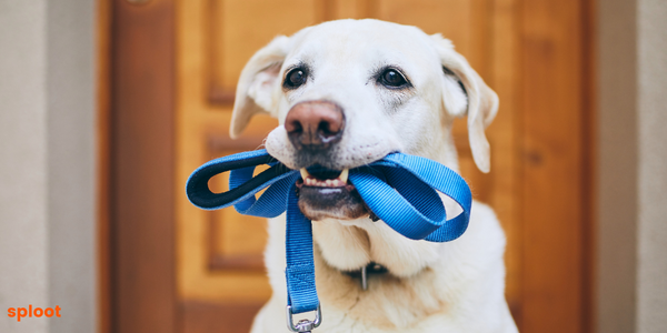 The Science of Dog Walking: Understanding Canine Behavior on Walks