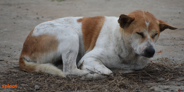 Indie Dogs as Guard Dogs: Their Natural Instincts and Training