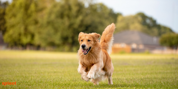 The Golden Retriever Temperament: Why They're Perfect Family Dogs