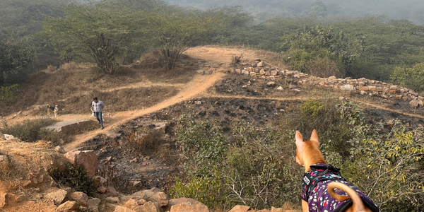 Running Wild at Sanjay Van: A Must-Visit for Delhi’s Dog Parents