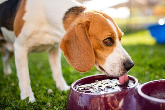 Puppy Feeding Guide with Feeding Schedule Chart