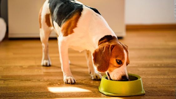 Is Feeding Chapati and Curd Good for Dogs?