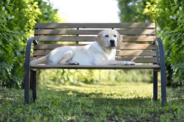 Labrador Retriever Breed Guide: Temperament, Diet, & More