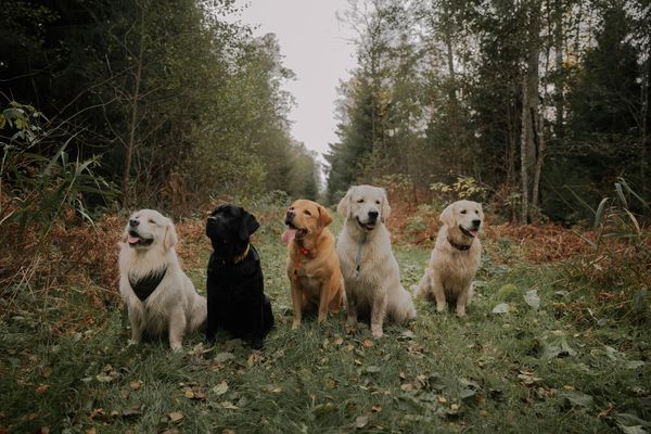 Golden Retriever vs Labrador: Which dog should you get?