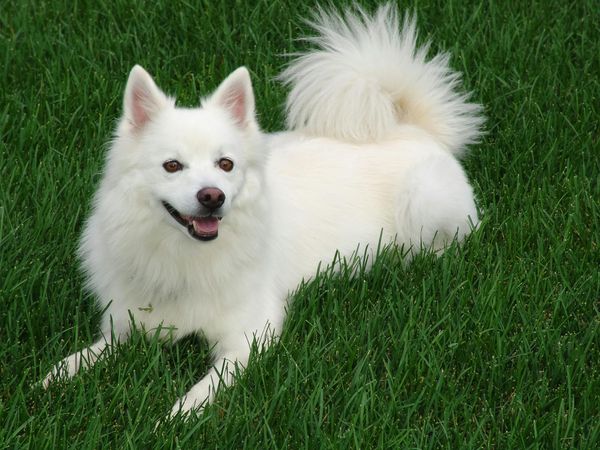 Indian Spitz Temperament: All You Need to Know