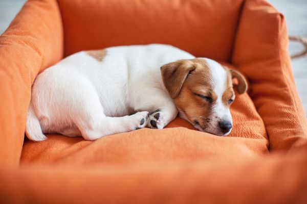 Addressing ‘The Guilt’: A Guide to Help Your Dog Feel Secure When Home Alone