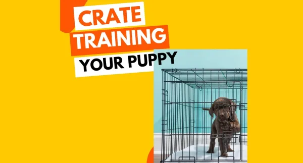 7 Benefits Of Crate Training A Puppy With Steps