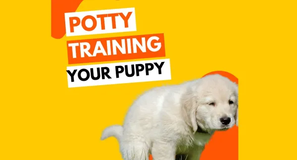 7 Easy Steps To Potty Train Your Puppy In 7 Days