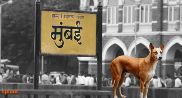 A Comprehensive Guide to Dog Licenses and Registration in Mumbai