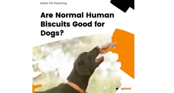 Are Normal Human Biscuits Good for Dogs?