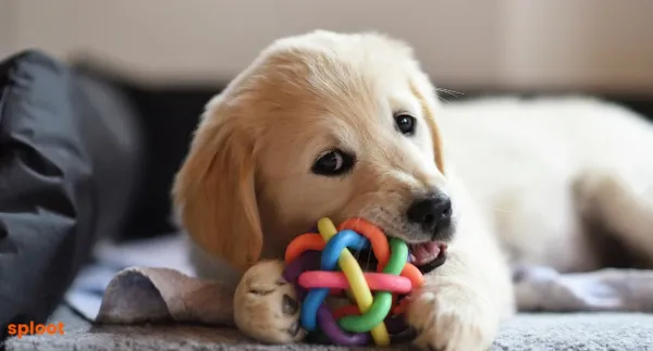 Best Toys to Keep Your Dog Entertained and Engaged