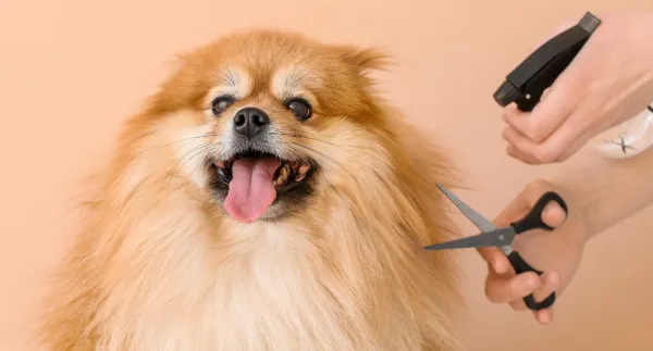 Dog Grooming 101: Getting Your Pup Used to Being Groomed