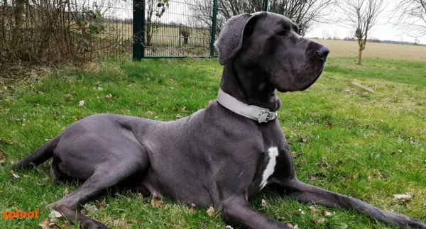 Everything a Great Dane dog breed parent must know