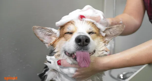 Grooming for Dogs with Skin Allergies: Tips for Sensitive Skin