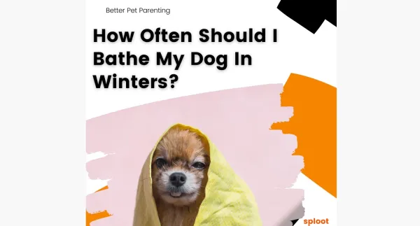 How Often Should You Bathe Your Dog In Winters?