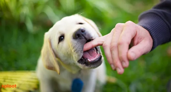 How to Stop Puppy Biting: Say hello to bite-free puppyhood