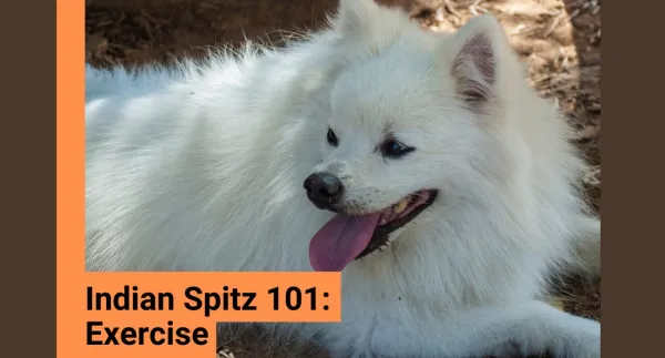 Indian Spitz: All About Exercise