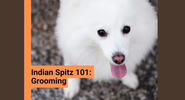 Indian Spitz: Grooming in Important!